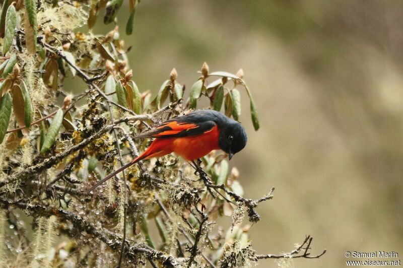 Minivet rouge