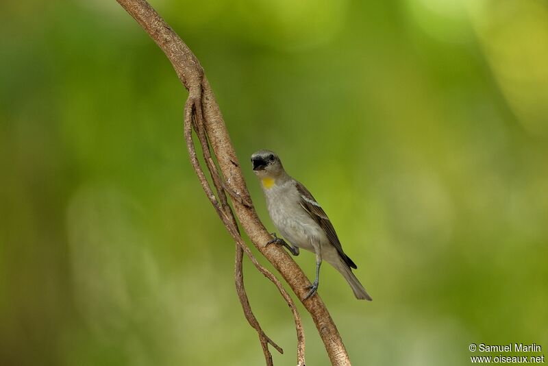 Yellow-throated Sparrowadult