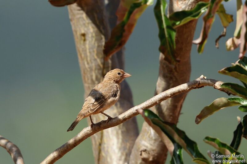 Yellow-spotted Bush Sparrowadult