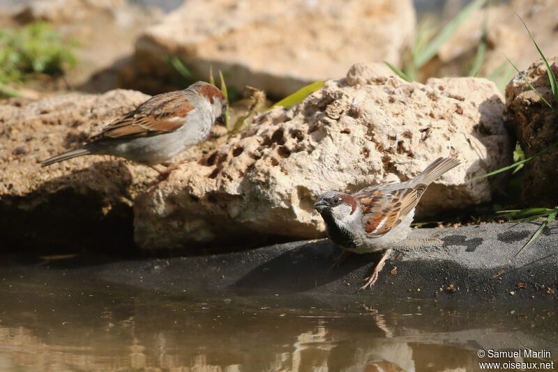 House Sparrowadult, drinks