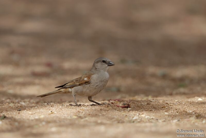 Moineau sud-africainadulte