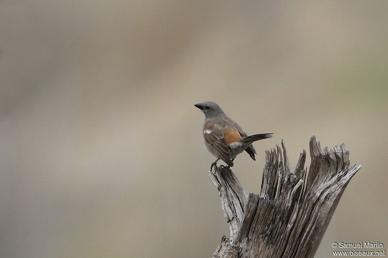 Swahili Sparrowadult