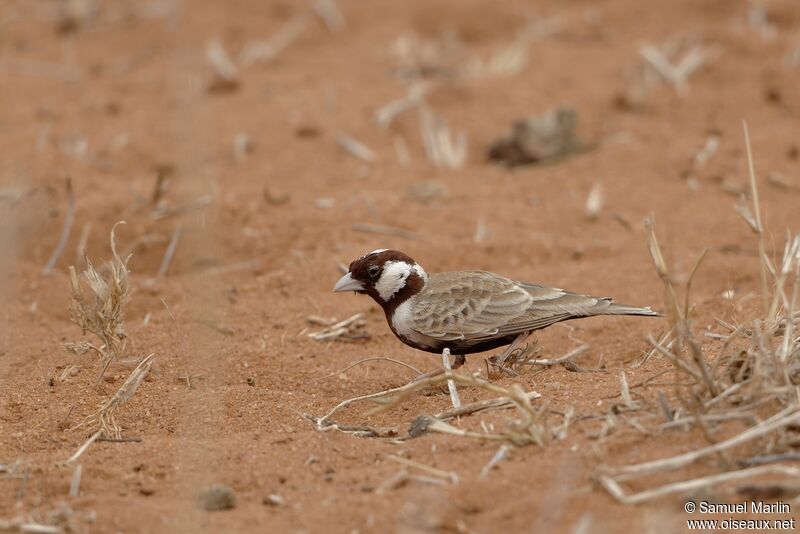 Chestnut-headed Sparrow-Lark