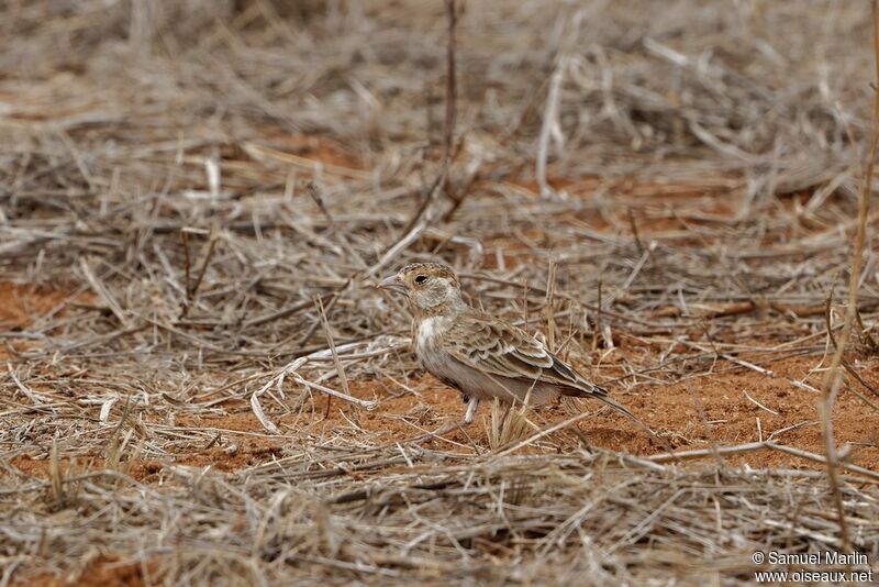 Chestnut-headed Sparrow-Lark female adult