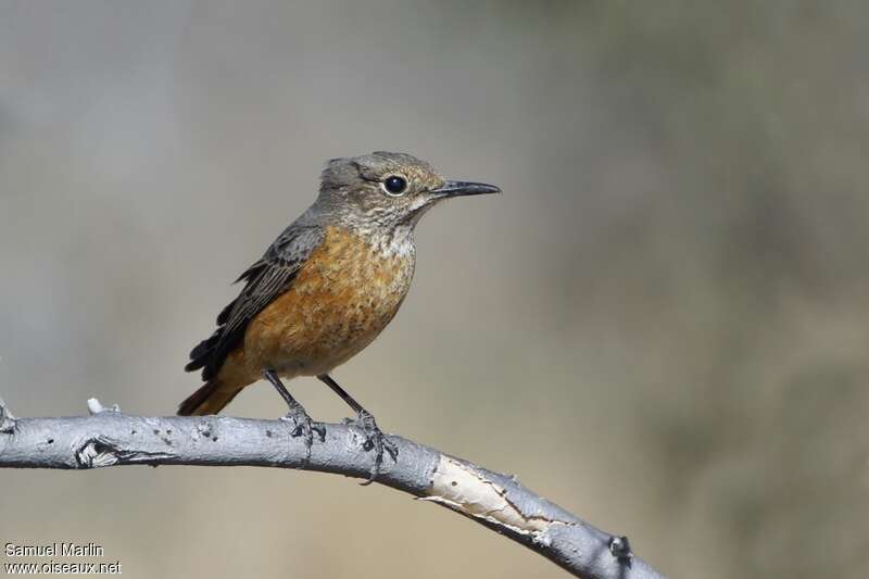 Short-toed Rock Thrush female adult, close-up portrait