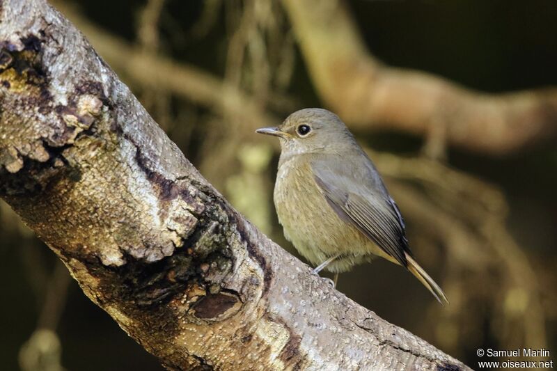 Monticole de forêt femelle adulte