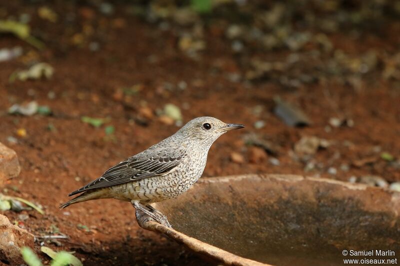 Common Rock Thrush female adult