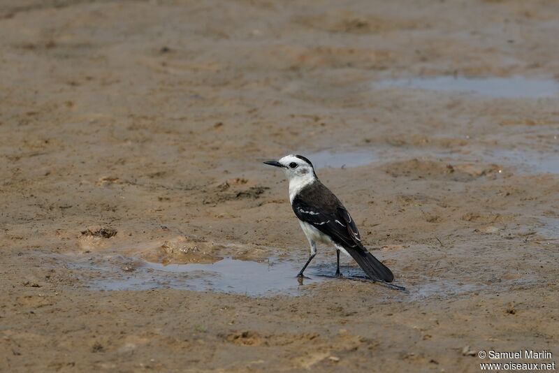 Black-backed Water Tyrantadult