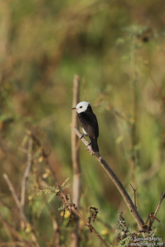 White-headed Marsh Tyrant male adult