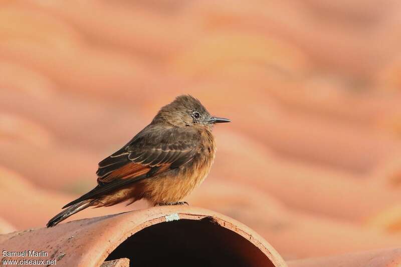 Cliff Flycatcheradult, identification