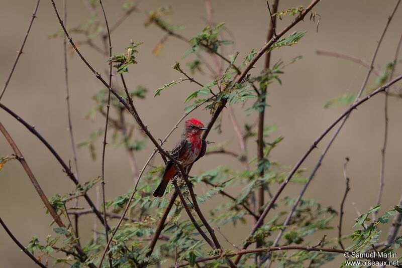 Vermilion Flycatcher male