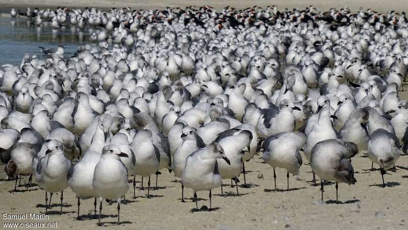 Mouette atricille, Comportement