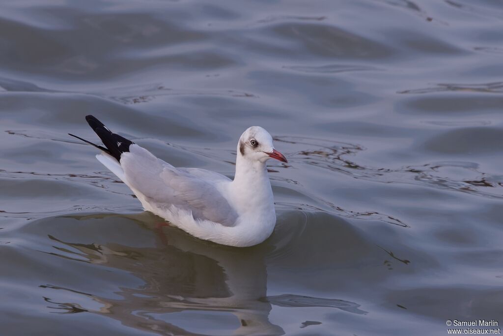 Brown-headed Gulladult