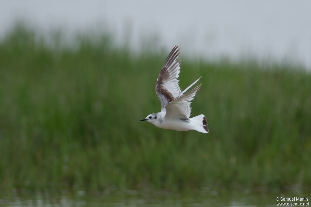 Mouette pygméesubadulte