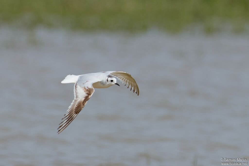 Mouette pygméesubadulte