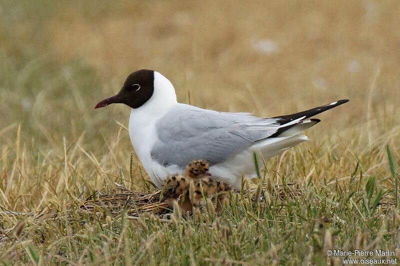 Mouette rieuse