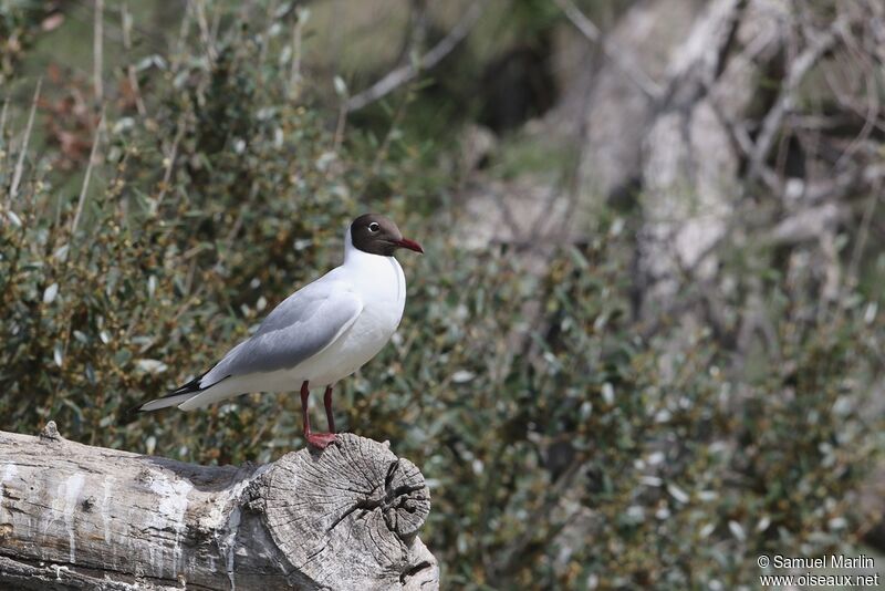 Mouette rieuse