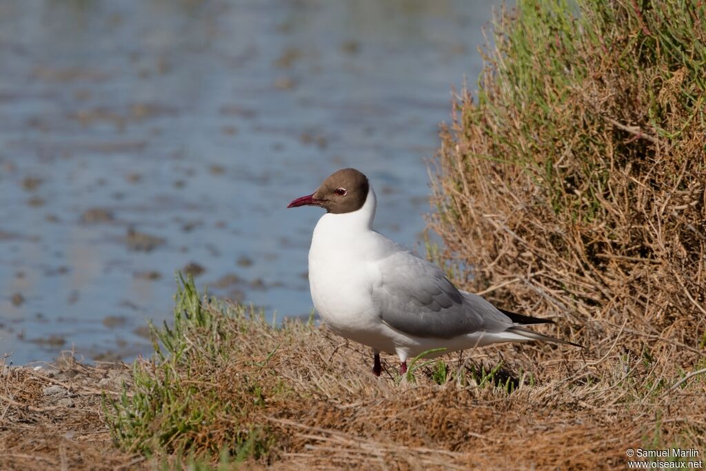 Mouette rieuseadulte