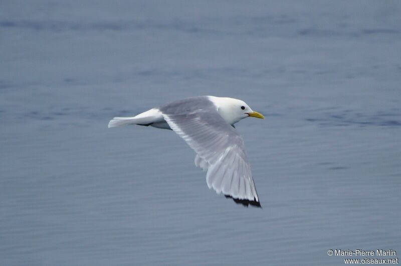 Mouette tridactyleadulte