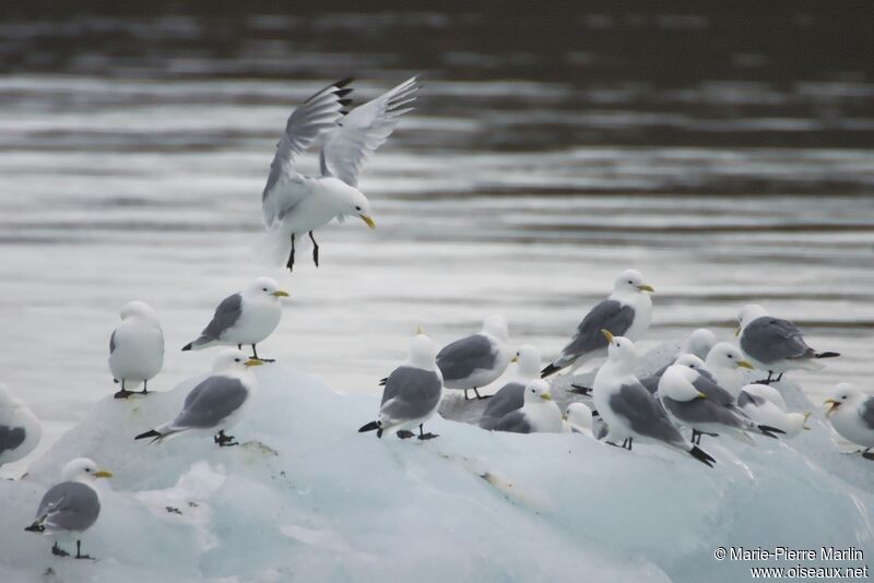 Mouette tridactyle