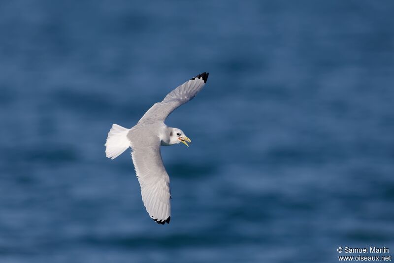 Mouette tridactyleadulte, Vol, mange