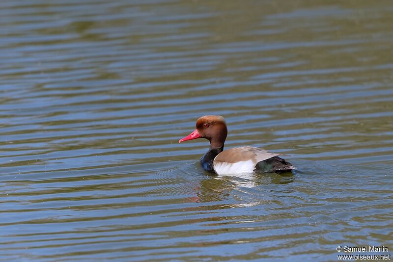 Red-crested Pochard