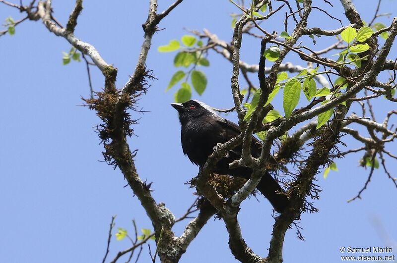 Grey-headed Nigrita