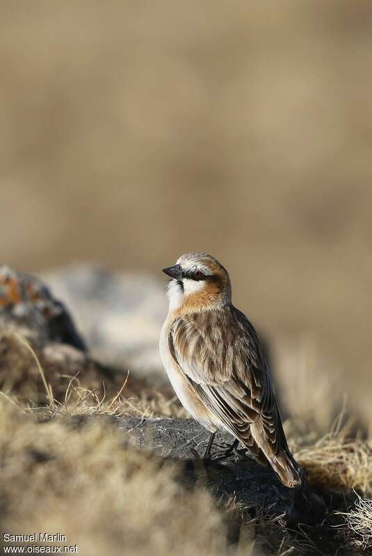 Rufous-necked Snowfinchadult breeding, habitat, pigmentation