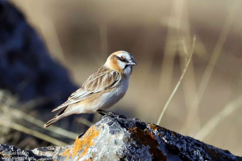 Rufous-necked Snowfinchadult, identification