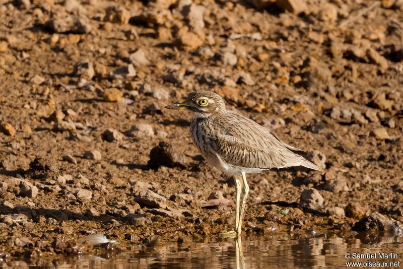 Senegal Thick-kneeadult