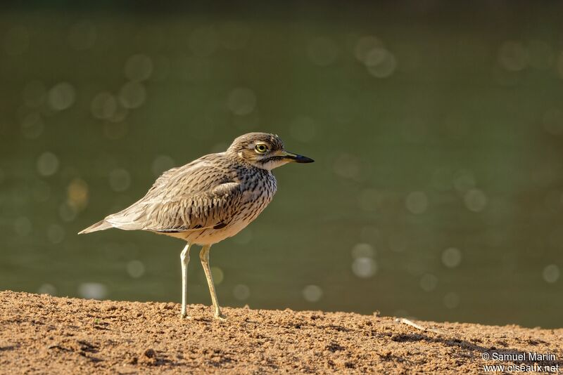 Senegal Thick-kneeadult