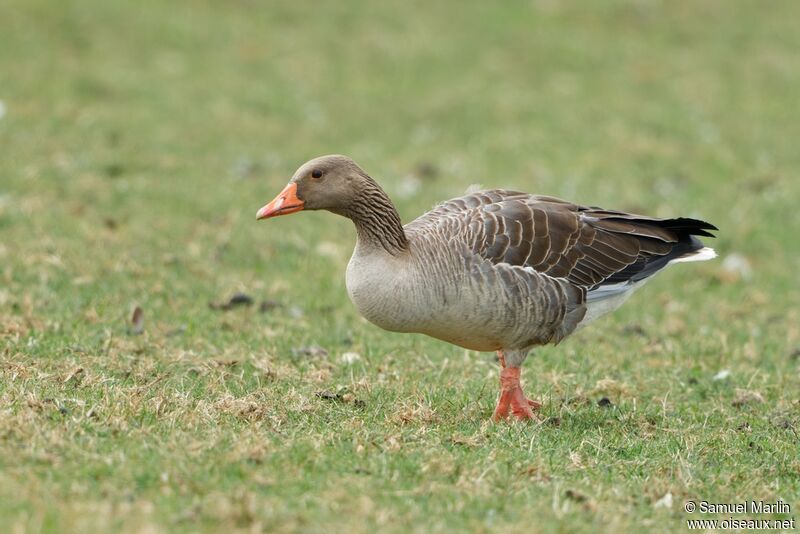 Greylag Gooseadult