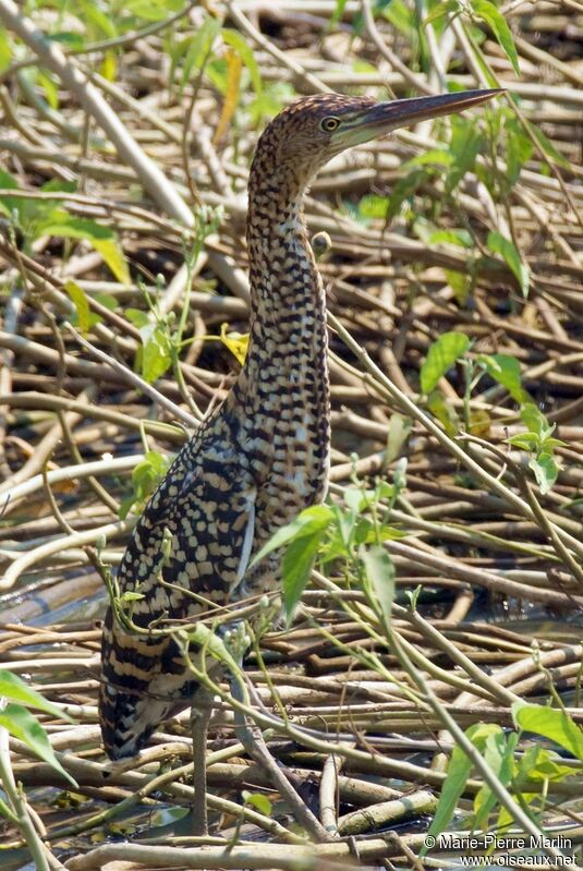 Rufescent Tiger Heronjuvenile