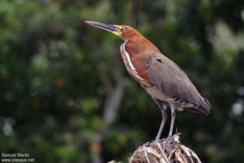 Rufescent Tiger Heron, identification