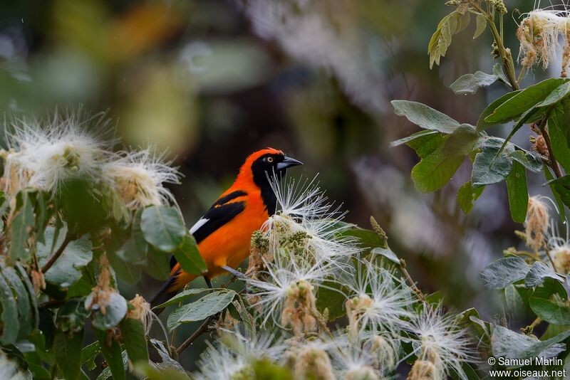 Oriole à dos orangeadulte