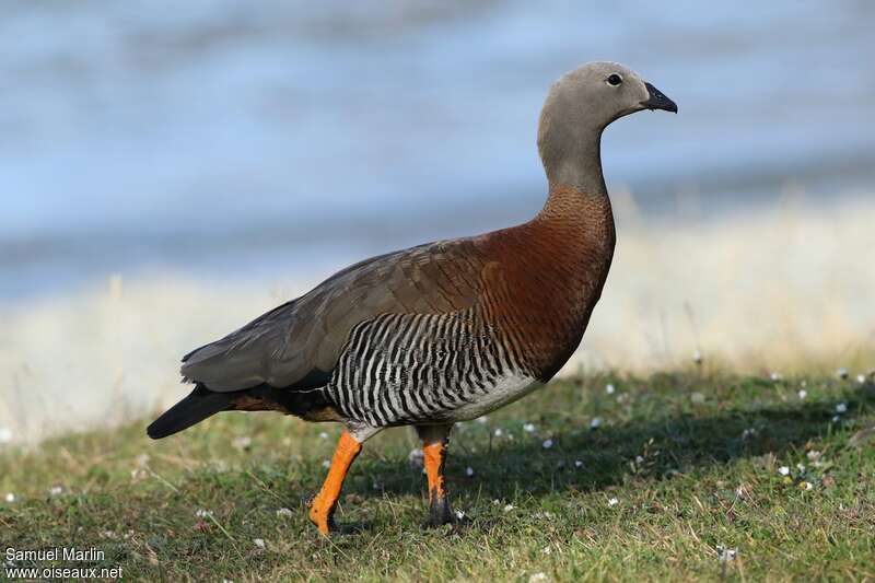 Ashy-headed Goose male adult