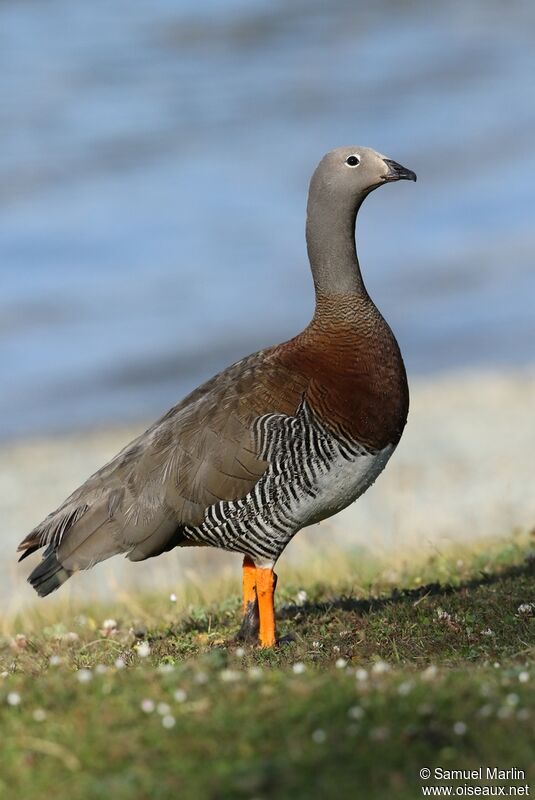 Ashy-headed Goose female adult