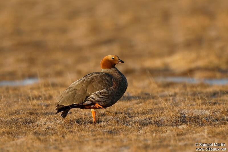 Ruddy-headed Gooseadult