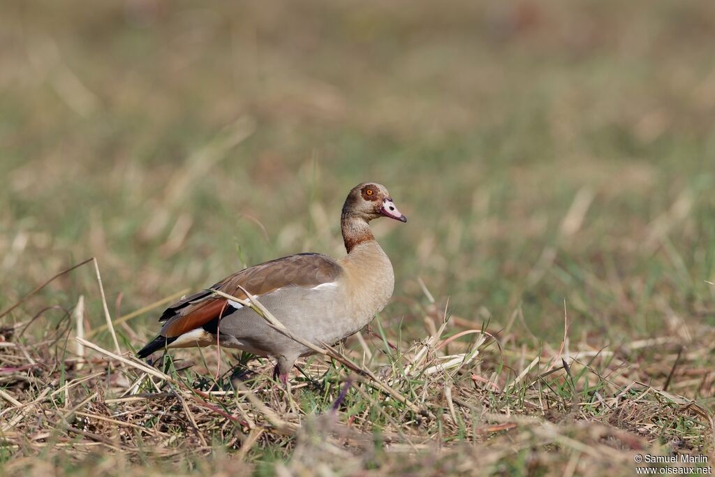 Ouette d'Égypteadulte