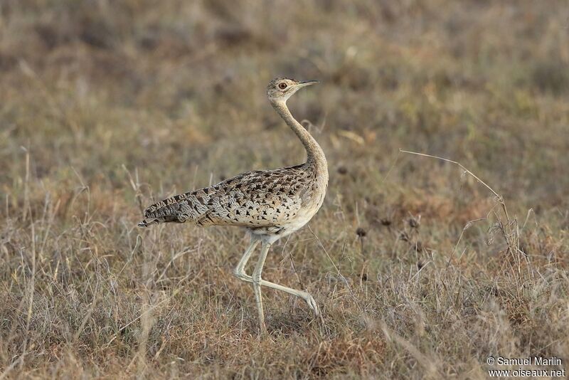 Black-bellied Bustard female adult