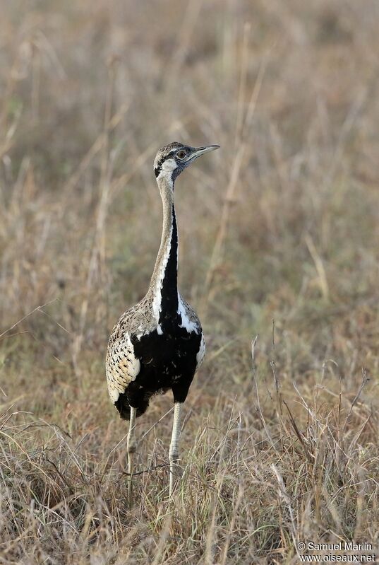 Black-bellied Bustard