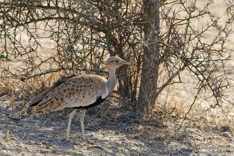 Savile's Bustard male adult