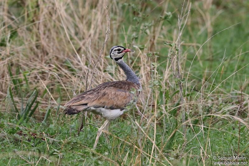 White-bellied Bustard male adult