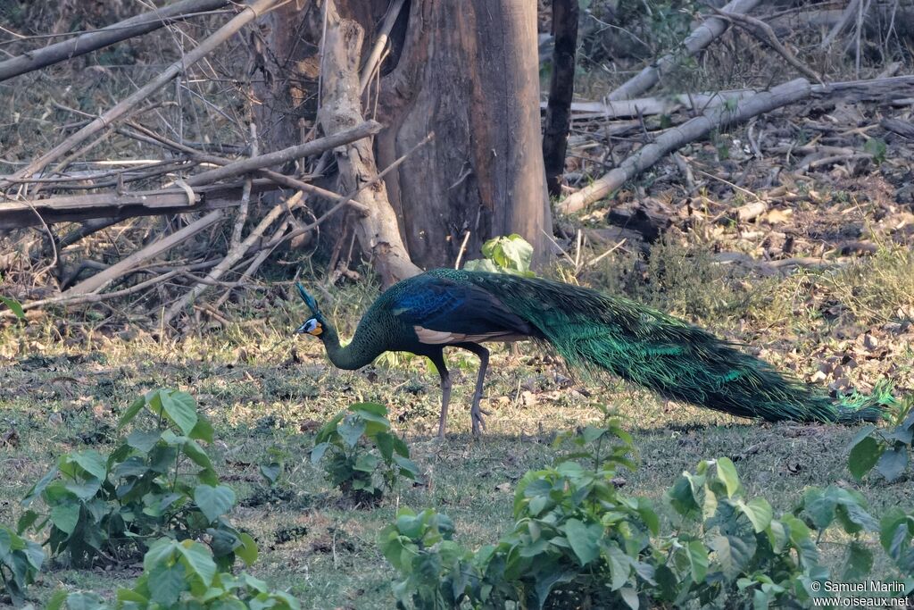 Green Peafowl