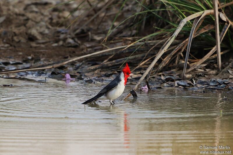 Red-crested Cardinaladult