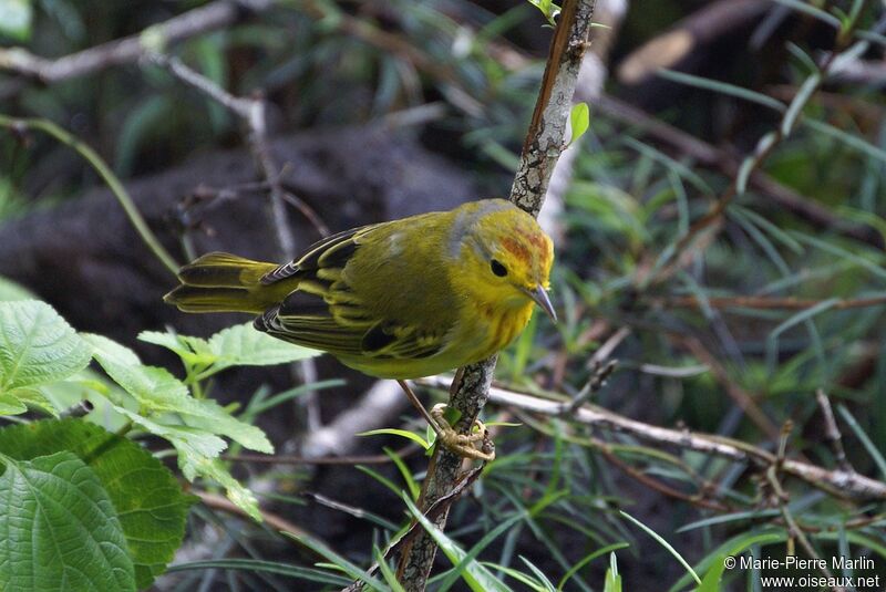 Mangrove Warbler