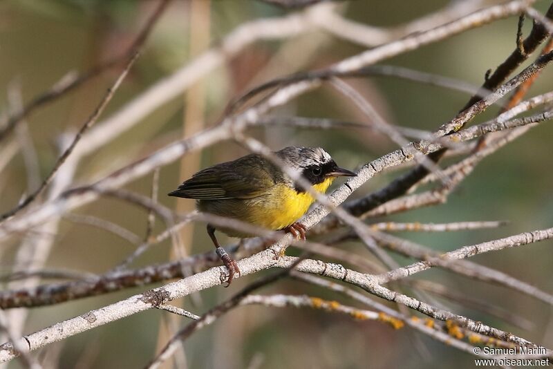 Common Yellowthroat male adult