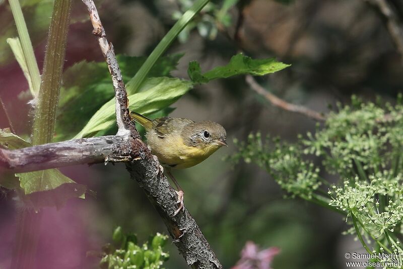 Common Yellowthroatjuvenile