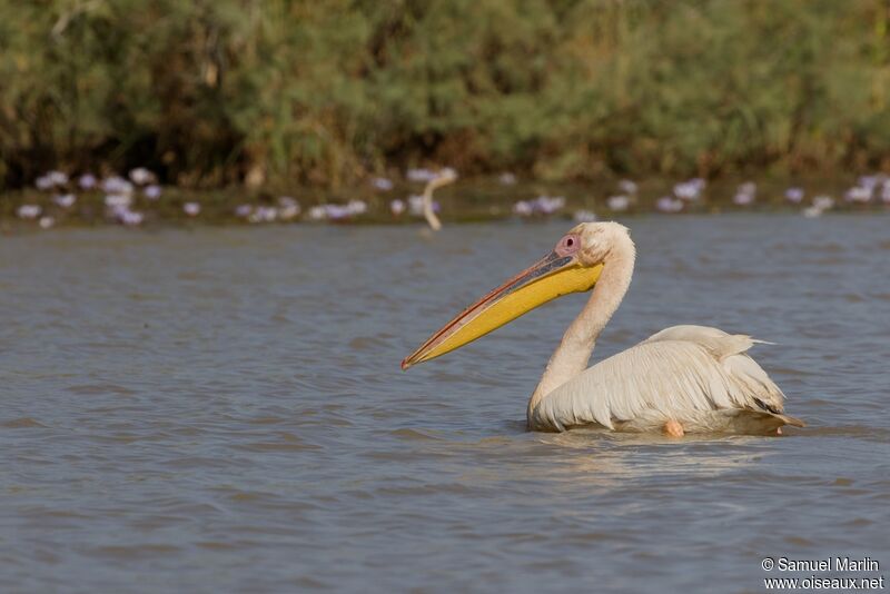 Great White Pelicanadult