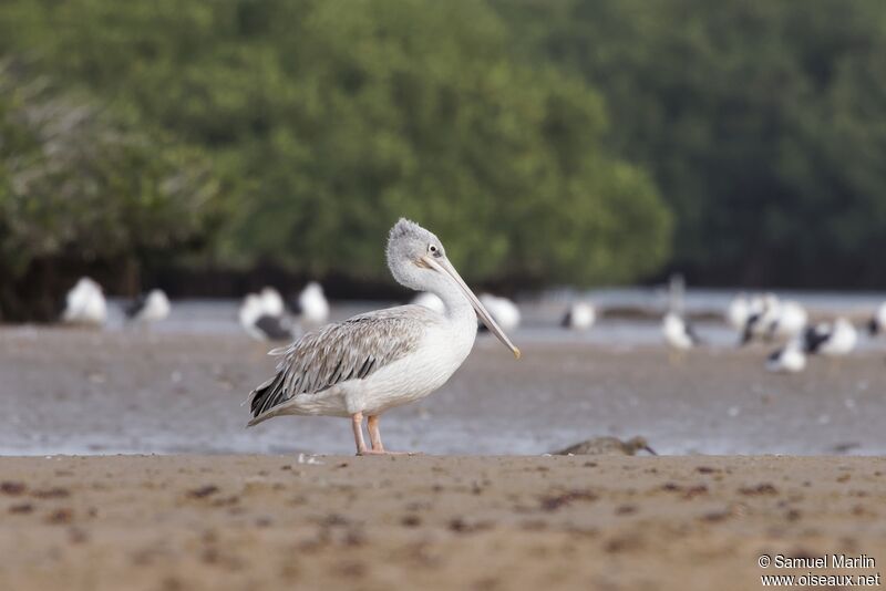 Pink-backed Pelicanadult